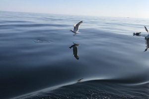SV_2019_129